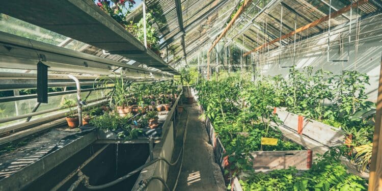The lush collection of garden vegetable plants or exotic house plants are grown under the glass ceiling of an old Victorian greenhouse.
