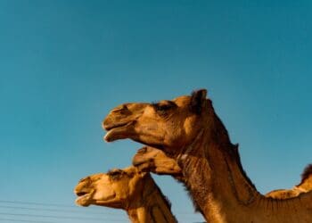3 Camels