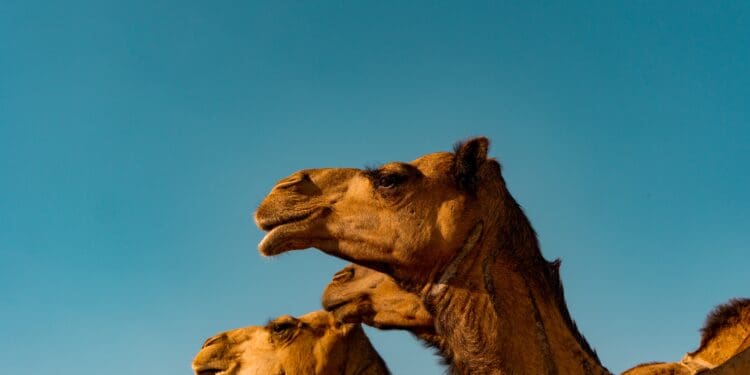 3 Camels