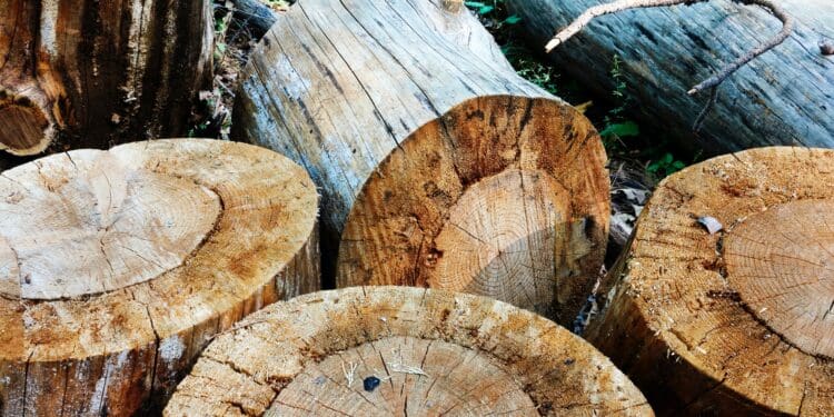 Firewood