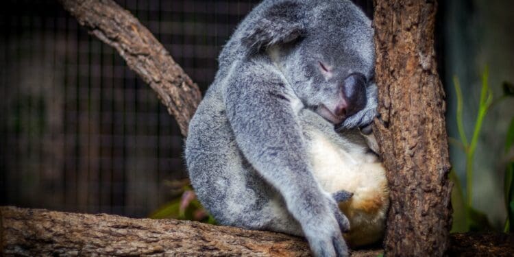koala sleeping in the tree