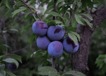 Our garden's tasty plums