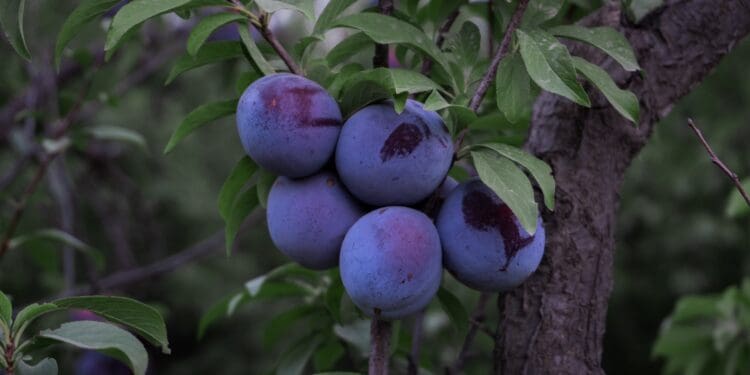 Our garden's tasty plums