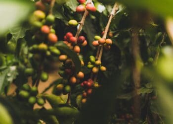 Stopped by a small coffee farm while driving along the coast in Hawaii. This was the first time I’d ever seen real live coffee plants! I had to stop and take a few photos. The farm is run by a neat older couple.