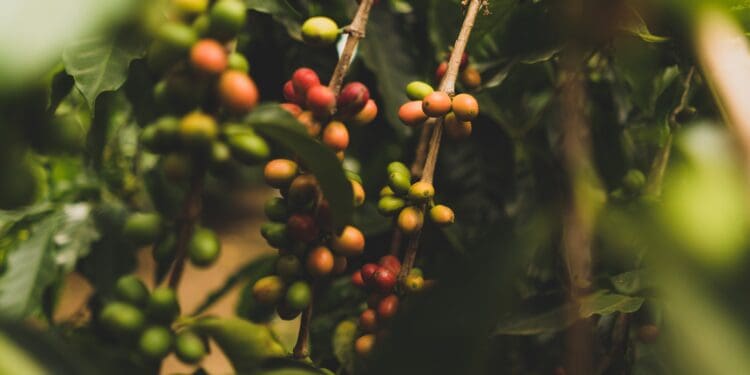 Stopped by a small coffee farm while driving along the coast in Hawaii. This was the first time I’d ever seen real live coffee plants! I had to stop and take a few photos. The farm is run by a neat older couple.