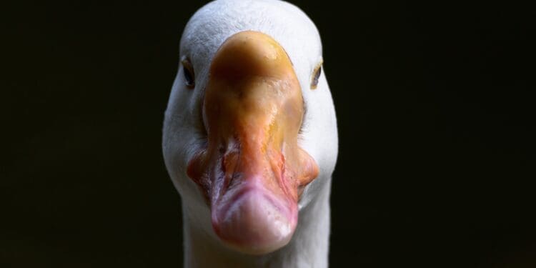 white duck with yellow beak