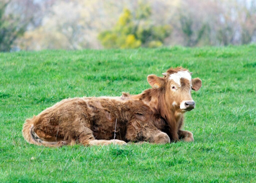 A brown cow in a field.