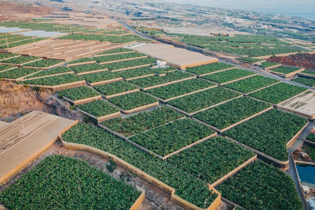 Banana plantation in Tenerife, Spain