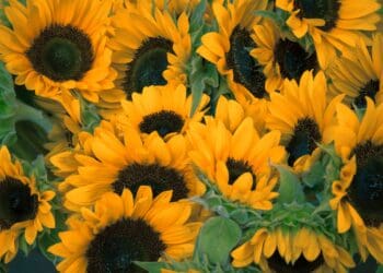 bunch of sunflowers