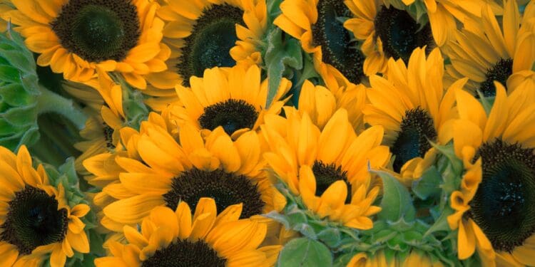 bunch of sunflowers