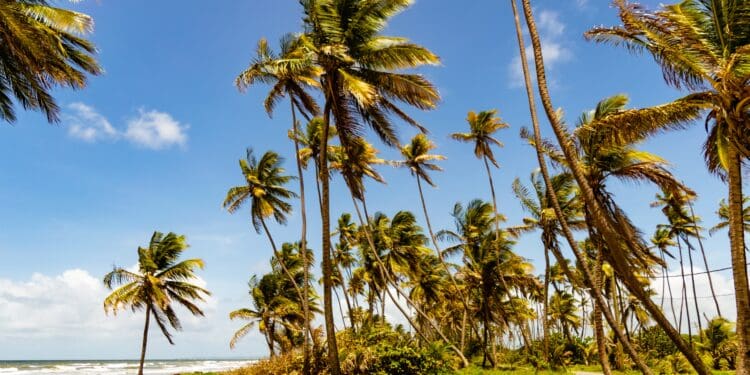 coconut trees on green grass field under blue sky during daytime