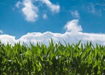 corn field, farm, clouds