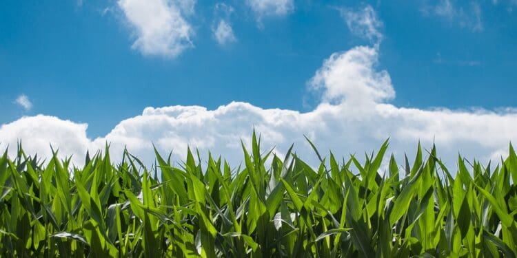 corn field, farm, clouds