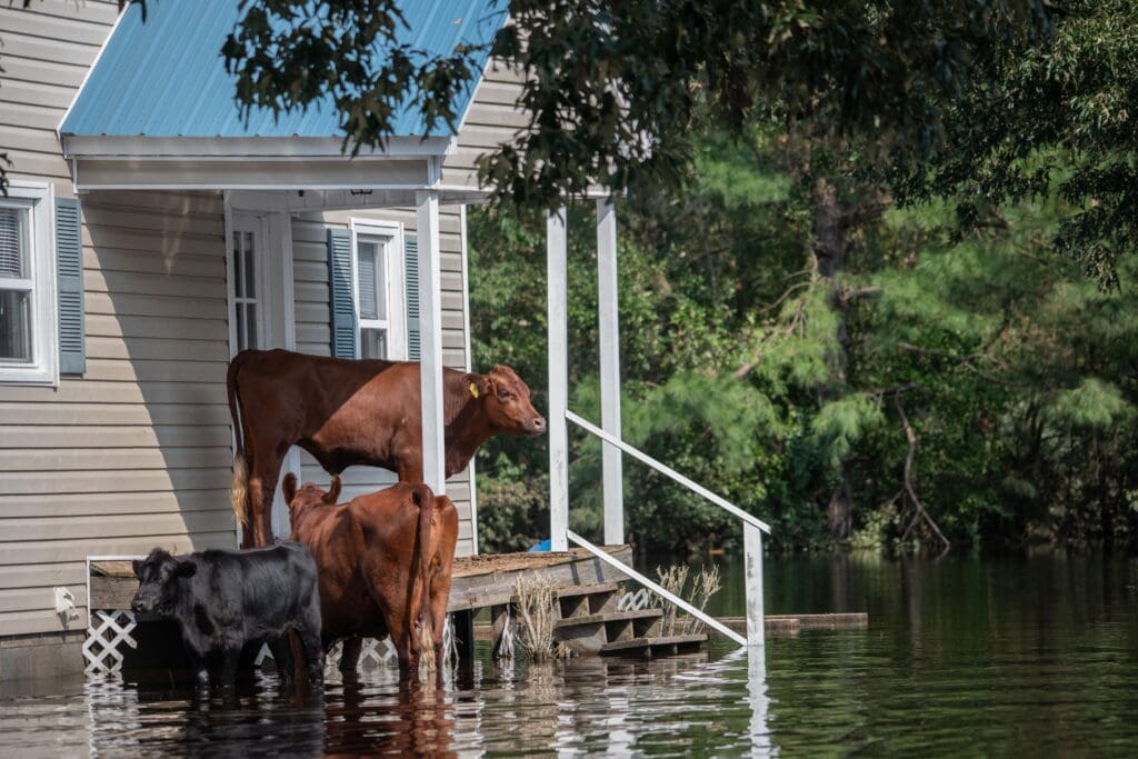 Cows who survived Hurricane Florence, stranded on a porch, surrounded by flood waters. North Carolina, USA.
Explore and use 15,000 more royalty-free photos and video of animals at weanimalsmedia.org