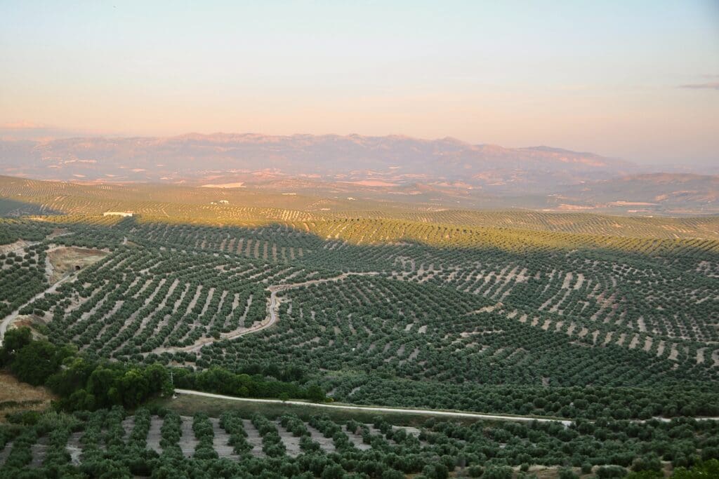 Mar de olivos, Úbeda Jaén España / Spain