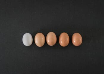 row of organic eggs