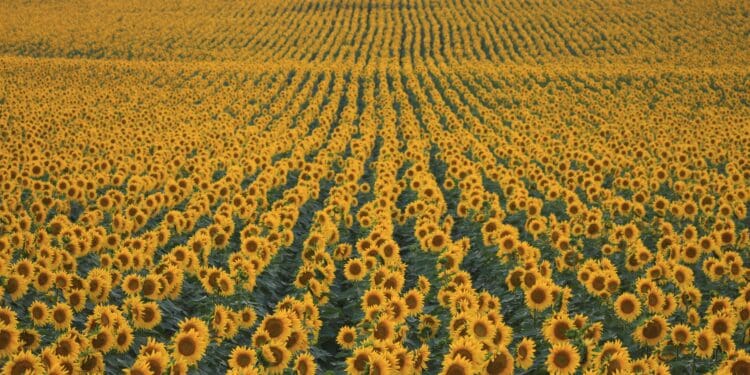 sunflower fields