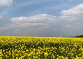 Beautiful and colourful Rapeseed in the Dorset Countryside at Gussage All Saints.  Springtime is here.  The bright yellow flowers standing out in the English Countryside.
