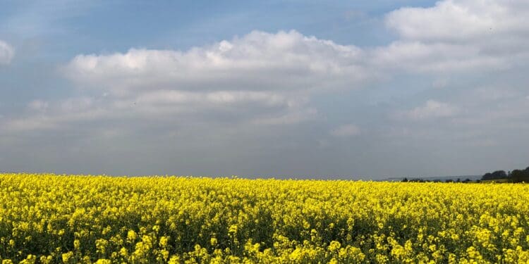Beautiful and colourful Rapeseed in the Dorset Countryside at Gussage All Saints.  Springtime is here.  The bright yellow flowers standing out in the English Countryside.