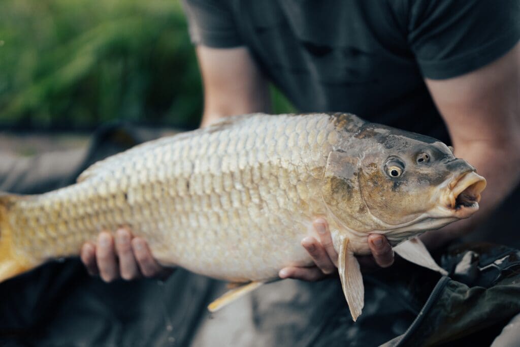 Close up photo of a fisherman holding a common carp at a fishery