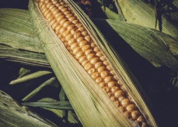 corn, harvest, healthy