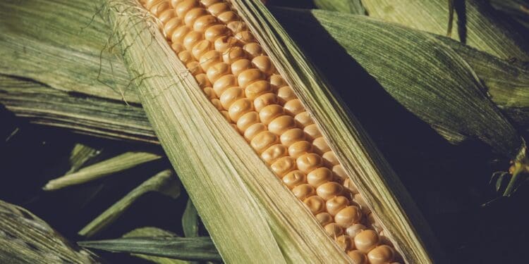 corn, harvest, healthy