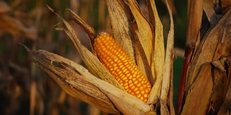 corn