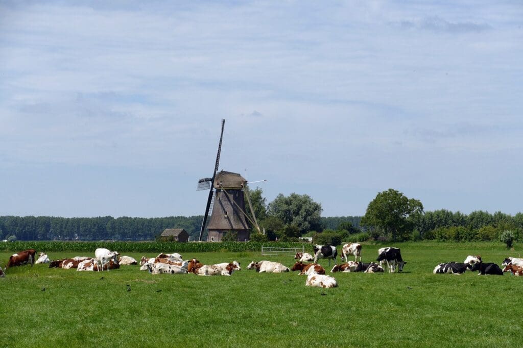 cow, mammal, cattle