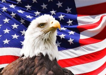 eagle, america, flag