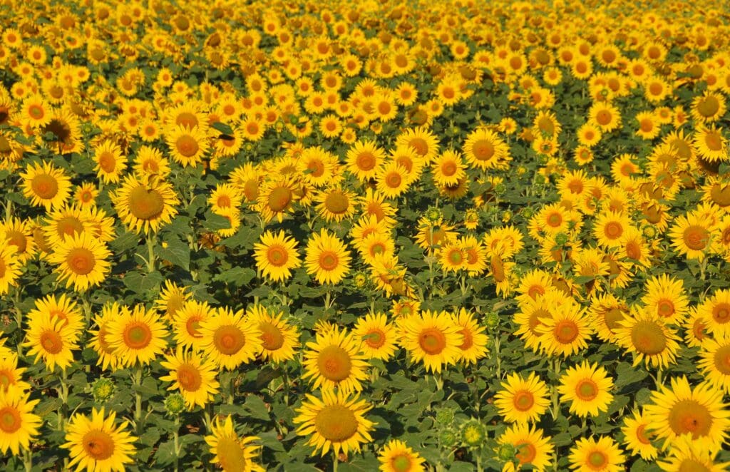 It takes a sunflower