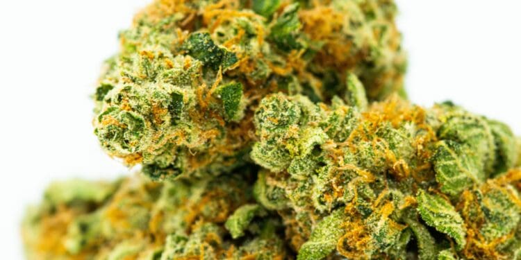 Macro Lemon OG cannabis strain