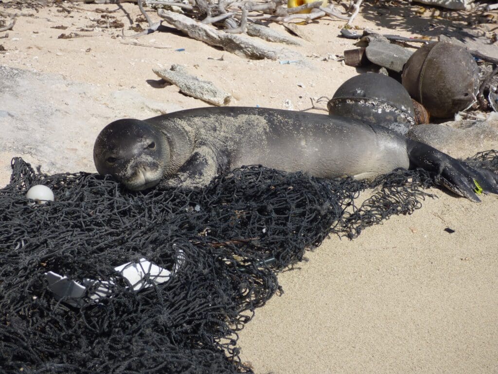 Monk seal using marine debris from derelict fishing nets as pillow.