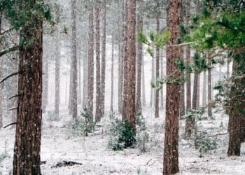 Snow falling in a forest
