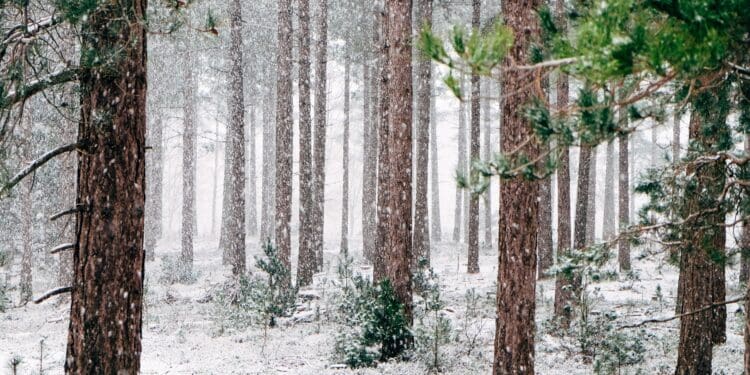 Snow falling in a forest