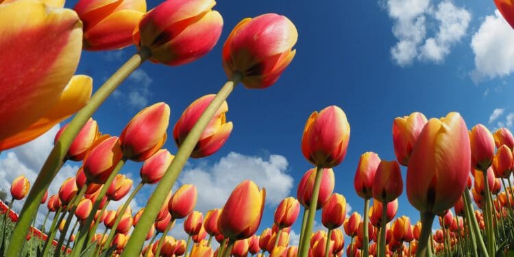 Tulips of Holland