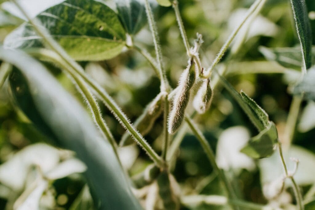 fuzzy soybean pods on a stalk