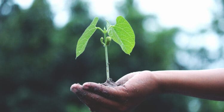 Person holding a green plant
